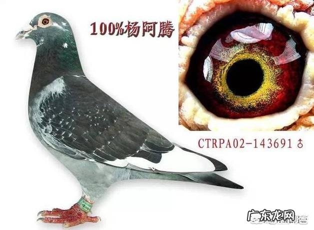 鸽子眼沙什么样的最好 到底赛鸽眼沙浅好还是眼沙深好