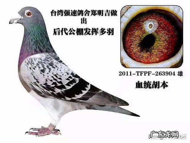 鸽子眼沙什么样的最好 到底赛鸽眼沙浅好还是眼沙深好