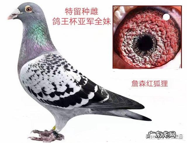 鸽子眼沙什么样的最好 到底赛鸽眼沙浅好还是眼沙深好