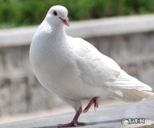 8000千公里归巢信鸽 信鸽千里返航的秘密是什么
