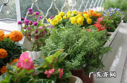 冬天有哪种花 冬天常见的花有什么