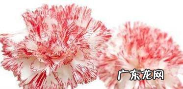 教师节给导师送什么礼物好
