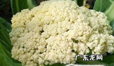 有机花和菜花的区别