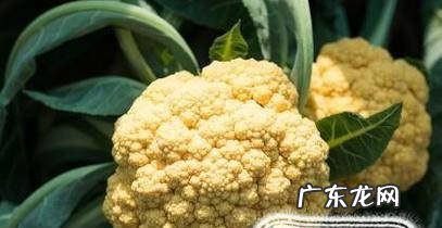 有机花和菜花的区别