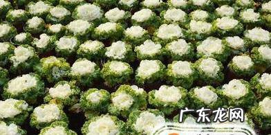 有机花和菜花的区别