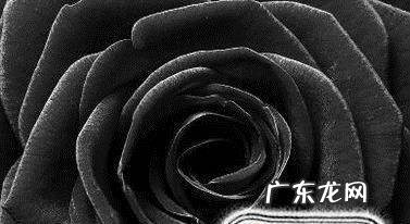 黑玫瑰花语是什么