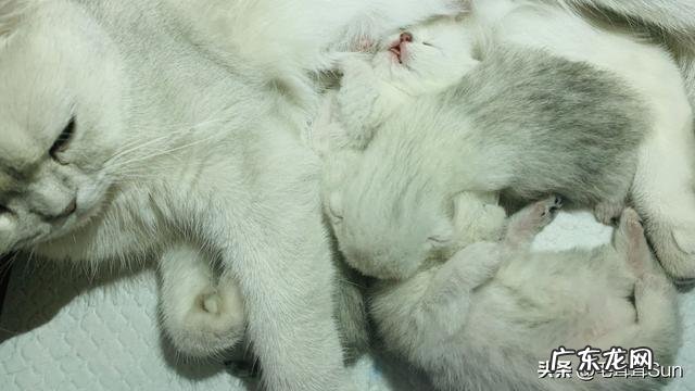 猫猫今天突然去世了,留下四只刚刚20天小猫咪,我该怎么养,家在农村没有猫粮和奶,怎么办好