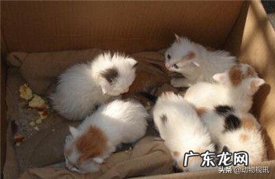 猫猫今天突然去世了,留下四只刚刚20天小猫咪,我该怎么养,家在农村没有猫粮和奶,怎么办好