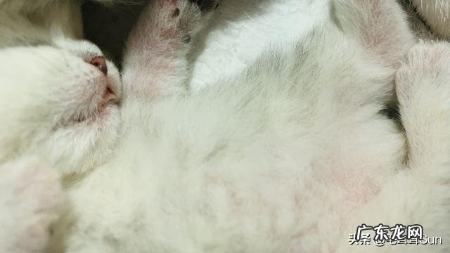 猫猫今天突然去世了,留下四只刚刚20天小猫咪,我该怎么养,家在农村没有猫粮和奶,怎么办好