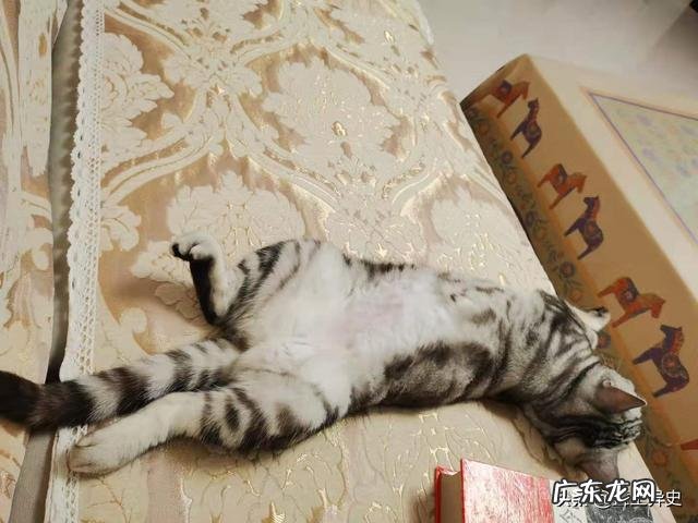 养一只猫一年要花多少钱 养猫一年的花费能有多少