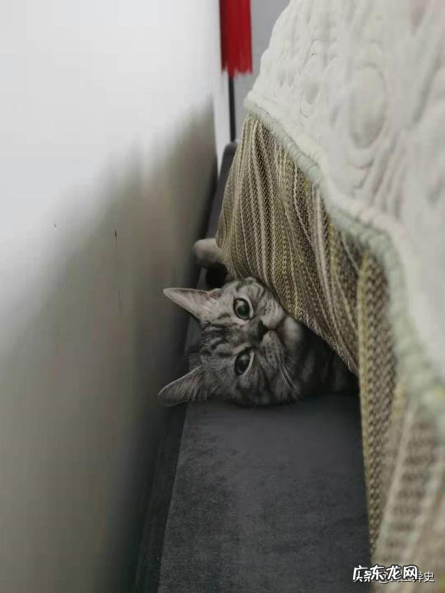 养一只猫一年要花多少钱 养猫一年的花费能有多少