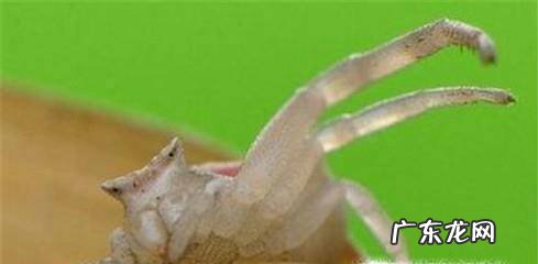 教你如何挑选肥美的梭子蟹