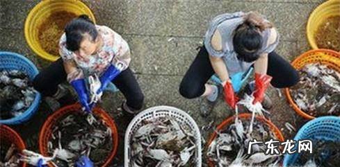 教你如何挑选肥美的梭子蟹