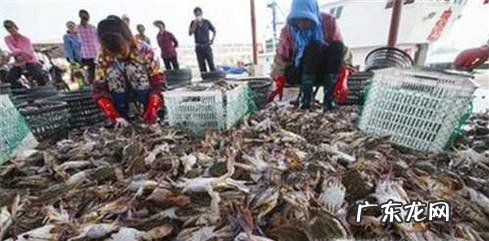 教你如何挑选肥美的梭子蟹