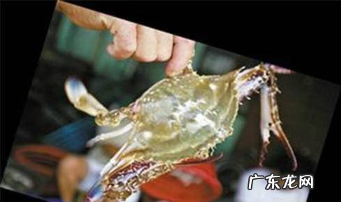 教你如何挑选肥美的梭子蟹