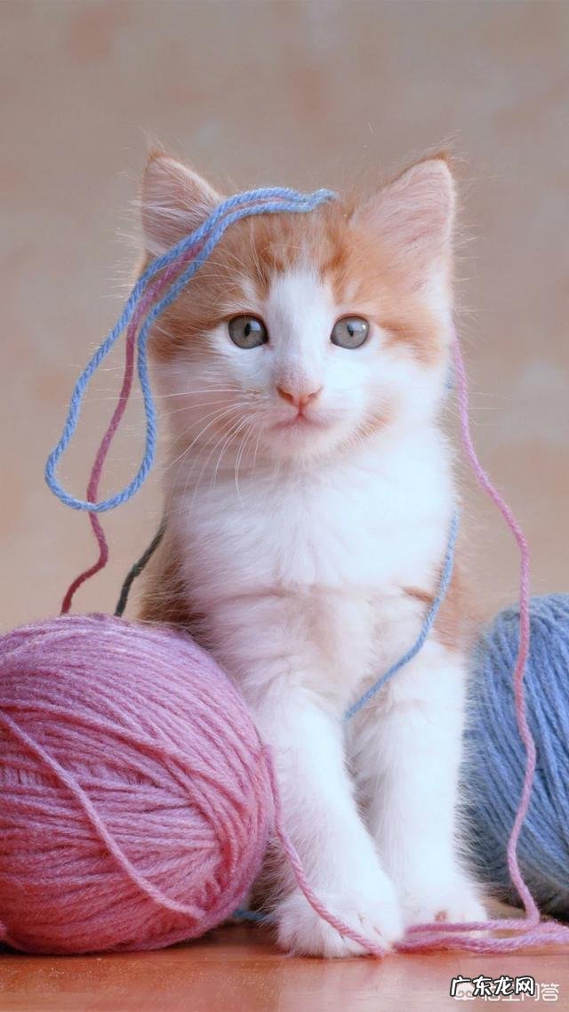 养猫不开窗户猫会感觉闷吗 家猫不出门会不会觉得闷呢