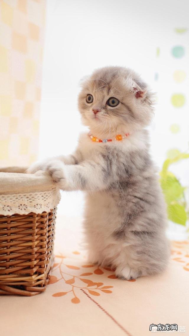 养猫不开窗户猫会感觉闷吗 家猫不出门会不会觉得闷呢