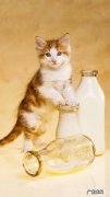 养猫不开窗户猫会感觉闷吗 家猫不出门会不会觉得闷呢