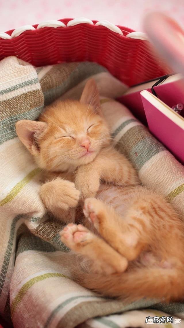 养猫不开窗户猫会感觉闷吗 家猫不出门会不会觉得闷呢