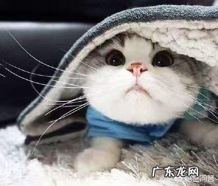 养猫不开窗户猫会感觉闷吗 家猫不出门会不会觉得闷呢