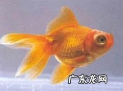 观赏鱼什么鱼最好养 什么鱼，最好养，什么宠物，最好养