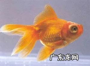 观赏鱼什么鱼最好养 什么鱼,最好养,什么宠物,最好养