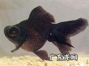 观赏鱼什么鱼最好养 什么鱼,最好养,什么宠物,最好养