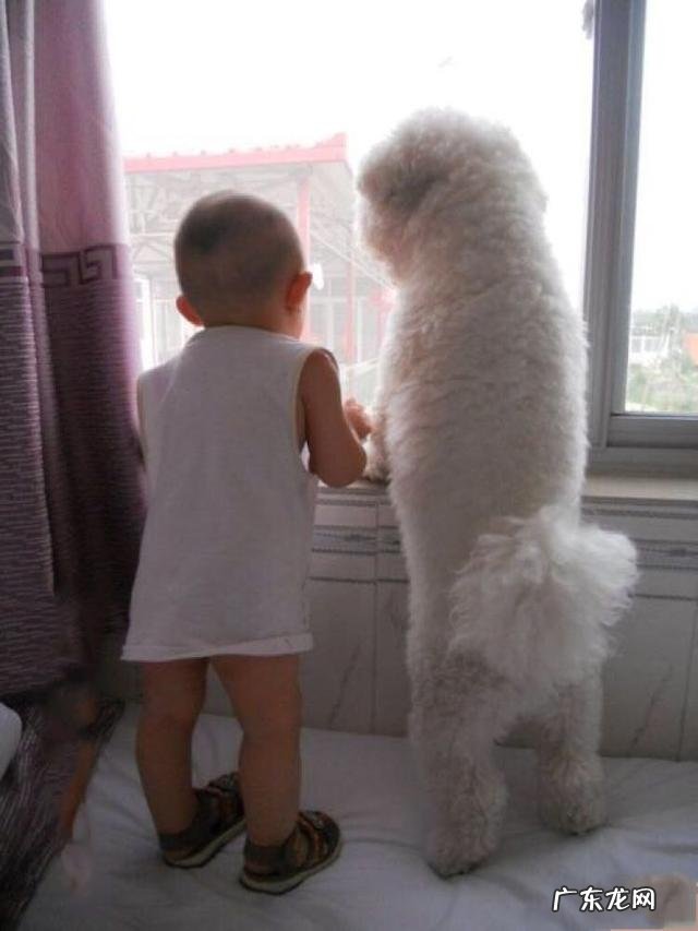 小孩子养哪种狗最好 家里有儿童,适合养哪几种狗