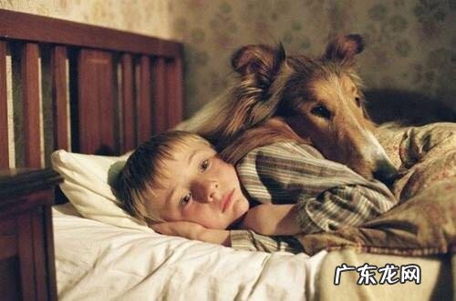 小孩子养哪种狗最好 家里有儿童,适合养哪几种狗