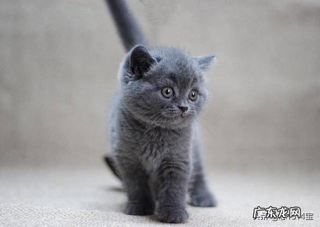 英短猫有什么特征和注意事项 英短猫有什么可怕之处