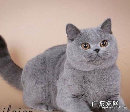英短猫有什么特征和注意事项 英短猫有什么可怕之处