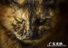 猫被人驯化了吗 为什么人类几千年了都没驯化猫