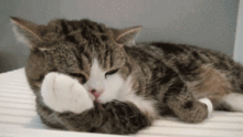 猫被人驯化了吗 为什么人类几千年了都没驯化猫