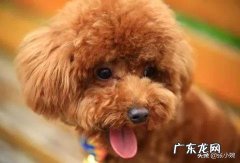 泰迪狗能活多少年几岁进入老年? 泰迪几岁开始步入晚年