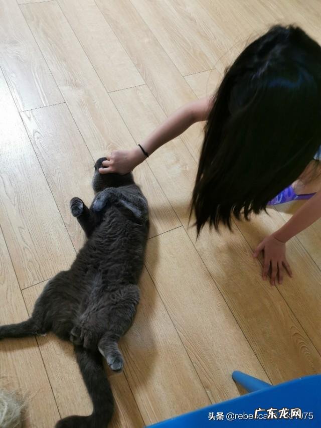 为什么大家都喜欢养蓝猫 养一只蓝猫是种什么体验