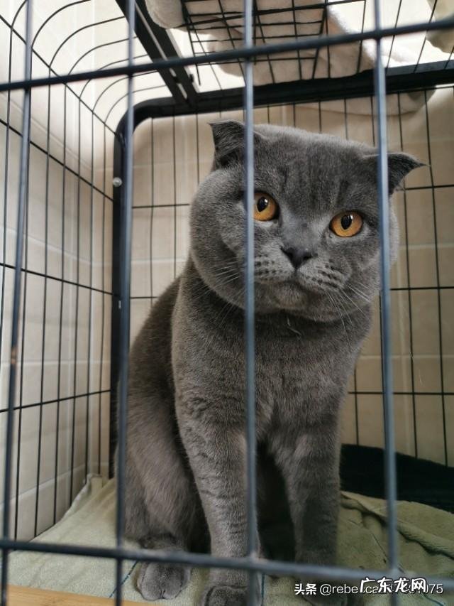为什么大家都喜欢养蓝猫 养一只蓝猫是种什么体验