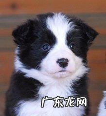 家养狗怎么注意卫生 养狗的人怎样保持家里卫生