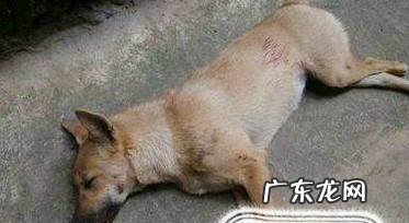 如何消灭狗身上的跳蚤怎么彻底消灭家里的跳蚤