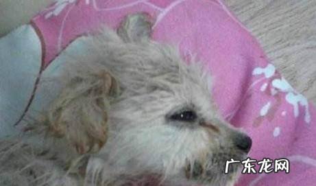如何消灭狗身上的跳蚤怎么彻底消灭家里的跳蚤