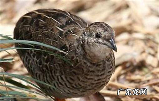 如何饲养鹌鹑