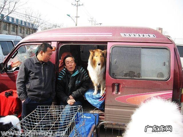 唐河狗市场在哪里 唐山狗市在哪里啊