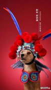 狗属于十二生肖吗 狗在十二生肖中排在什么位置