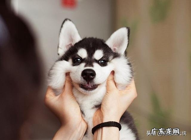 哪些犬属于禁养犬 我国的哪几种狗是禁养犬种