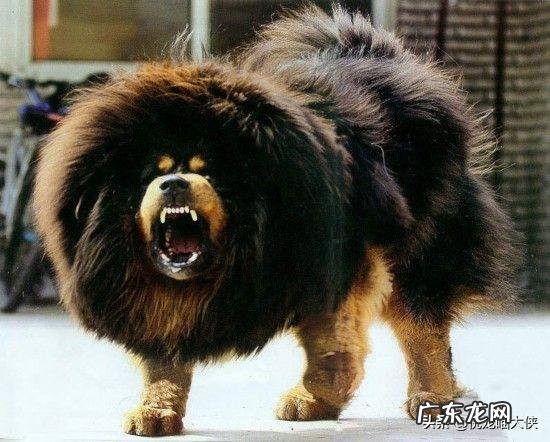 哪些犬属于禁养犬 我国的哪几种狗是禁养犬种