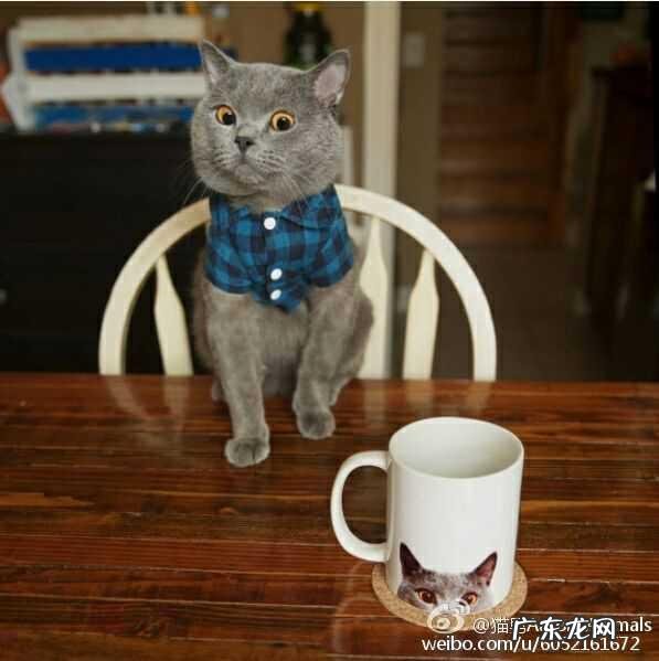 猫会回家吗 小区 家里来了一只猫,从晚上到白天都不走,应该收留吗