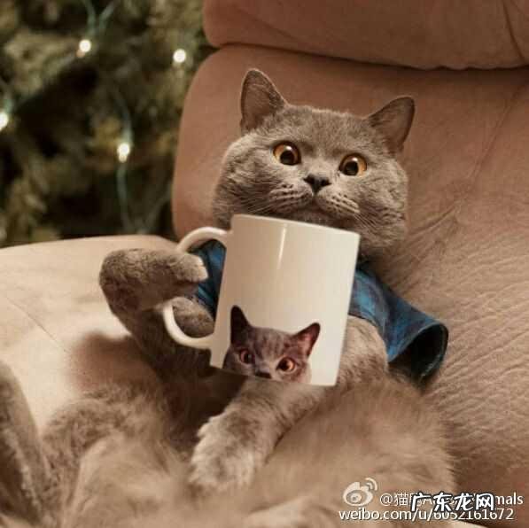 猫会回家吗 小区 家里来了一只猫,从晚上到白天都不走,应该收留吗