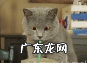 猫会回家吗 小区 家里来了一只猫,从晚上到白天都不走,应该收留吗