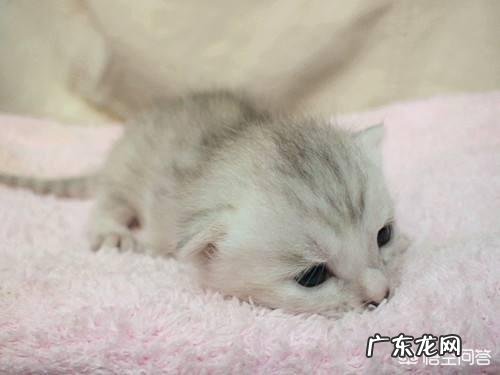 给宠物做绝育是不是残忍 为什么宠物做完绝育手术后会有一副生无可恋的表情