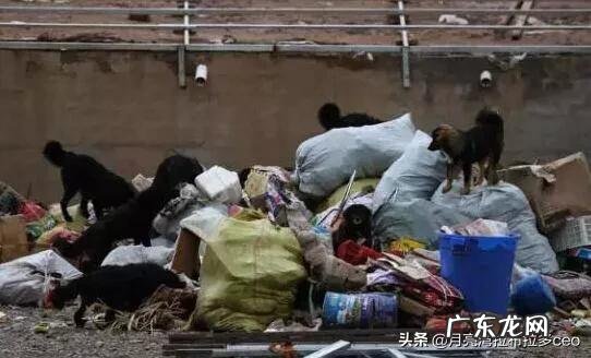 价值千万的藏獒 藏獒经济泡沫化之后,成千上万只藏獒怎么处理