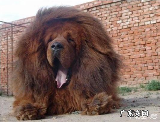 价值千万的藏獒 藏獒经济泡沫化之后,成千上万只藏獒怎么处理